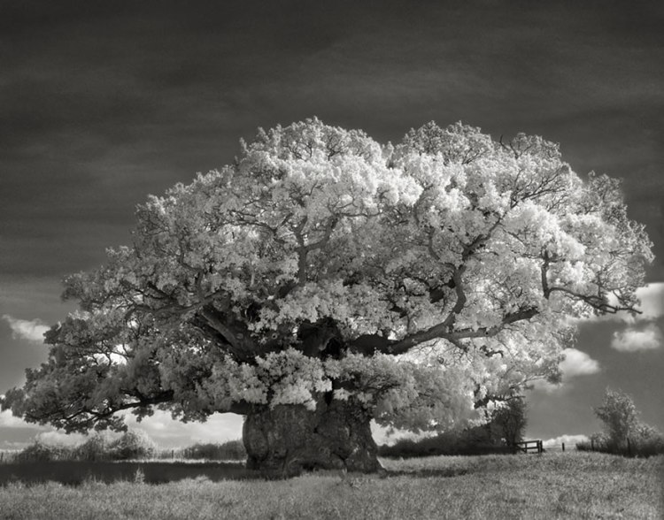Ancient Trees, 2 by Beth Moon